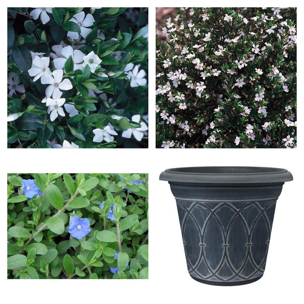 6 in. White Vinca Annual 1004601099 - The Home Depot