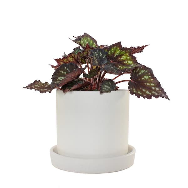 national PLANT NETWORK 7 in. Cream Planter with Saucer and a 6 in. Begonia Dino Black Sky (1-Piece)