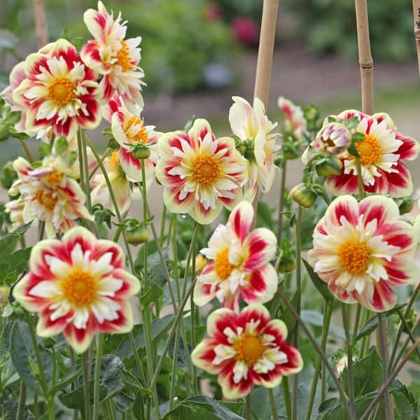 national PLANT NETWORK Dahlia Collarette Mixed Bulbs (10-Pack national PLANT NETWORK Dahlia Collarette Mixed Bulbs (10-Pack