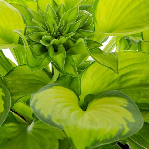 1 Gal. Hosta Plantain Lily Rainforest Sunrise Green Variegated in Decorative Barrel Planter Perennial Plant (1-Pack)