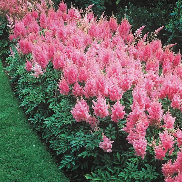 Pink Flowering Astilbe Mixture, Dormant Bare Root Perennial Starter Plants, (6-Pack)