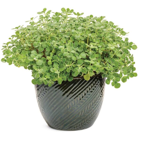 PROVEN WINNERS 4.25 in. Eco Plus Grande, Cerveza 'N Lime Live