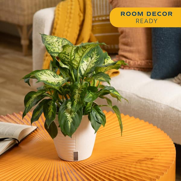 Dieffenbachia Indoor Plant in 6 in. Self-Watering Decor Planter, Average Shipping Height 1-2 ft. Tall