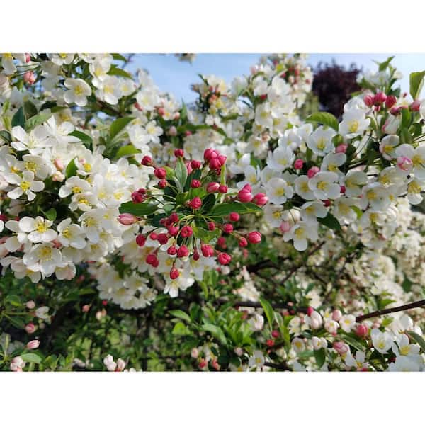 Online Orchards Dolgo Flowering Crabapple Tree Bare Root