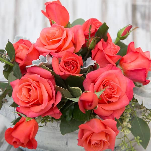 Vigoro 2 Gal. Ring of Fire Rose with Coral-Orange Flowers 17432