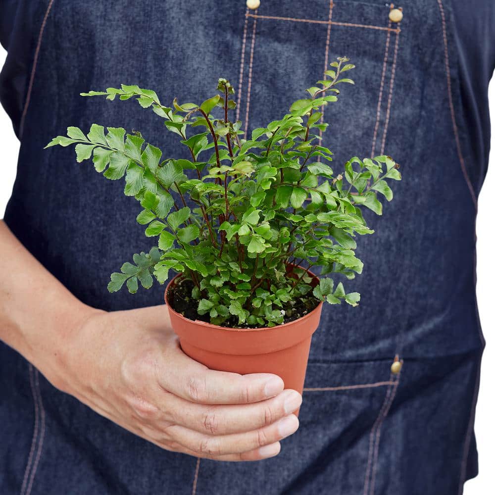 Mahogany Fern in 4" Terracotta Pot