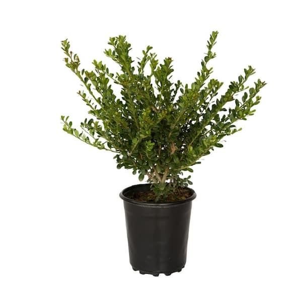 FLOWERWOOD 2.5 Qt. Ilex Compacta Shrub