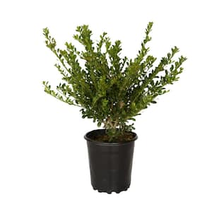 2.5 Qt. Ilex Compacta Shrub