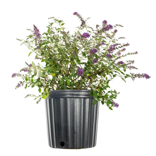 Perfect Plants 3 gal. Nanho Blue Butterfly Bush in Grower's Pot, Light Purplish/Blue Flower Cones