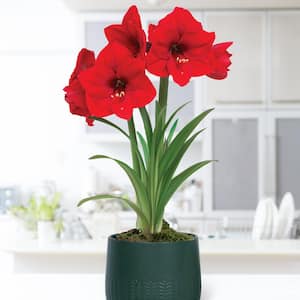 Pre-planted Amaryllis Red Lion with Green Cache Ceramic Planter, Set of 1 Bulb