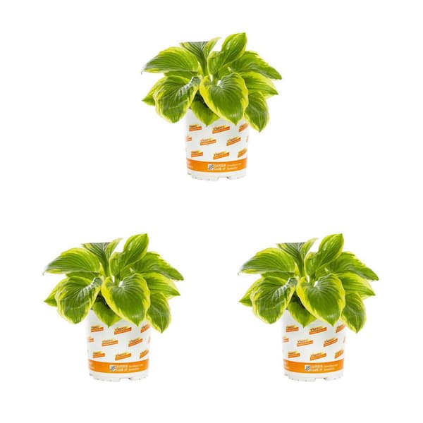 Vigoro 2 Qt. Hosta Diana Remembered Perennial Plant (3-Pack)