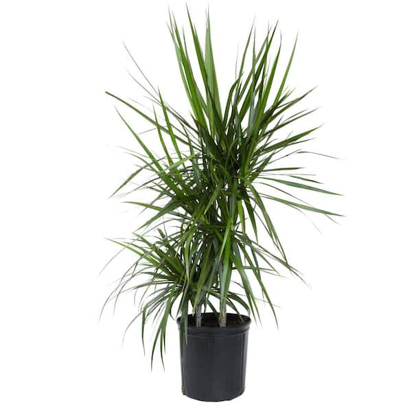 are snake plants deer resistant Buy Cylindrical Snake Plants Online
