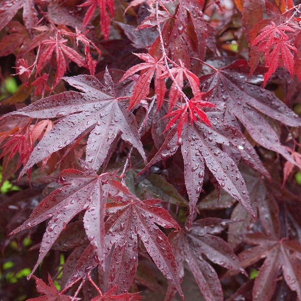 Mapleです。 Yukon Maple 5 - in color Timberwolf | Shaw Floors