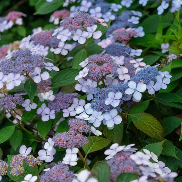 national PLANT NETWORK 4 in. Hydrangea Bluebird Shrub (3-Pack