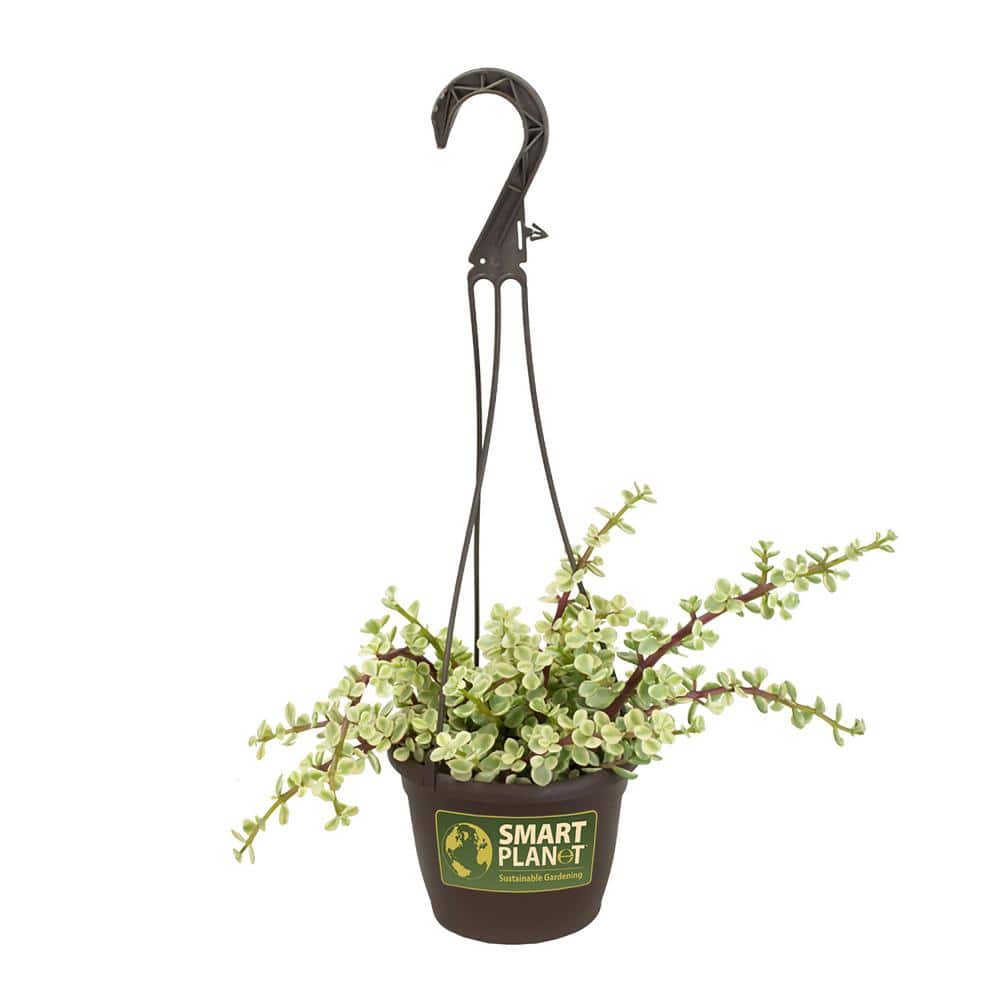 Rainbow Elephant Bush 8" Variegated Portulacaria Afra in Plastic Pot