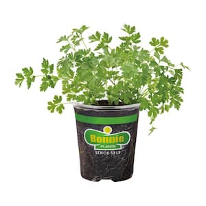 19 oz. Italian Flat Leaf Parsley Herb Plant