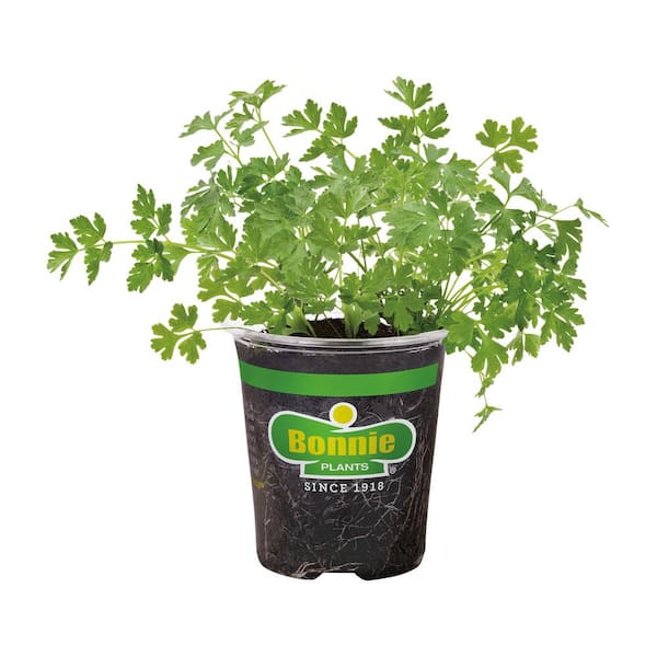 19 oz. Italian Flat Leaf Parsley Herb Plant