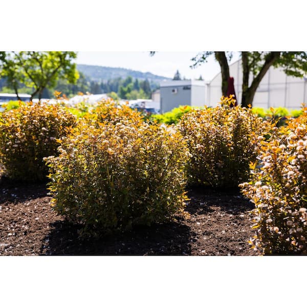 1 Gal. Calico Kitty Ninebark (Physocarpus) Live Shrub, Pink Flowers