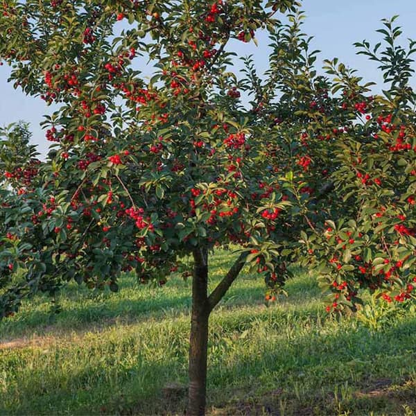 5 Gal. Stella Fruiting Cherry Tree CHESTE05G - The Home Depot