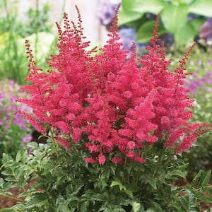 Granat Astilbe, Live Bareroot Perennial Plant with Red Flowers (1-Pack)