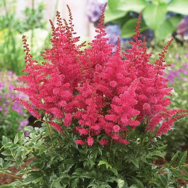 Spring Hill Nurseries Granat Astilbe, Live Bareroot Perennial Plant with Red Flowers (1-Pack)