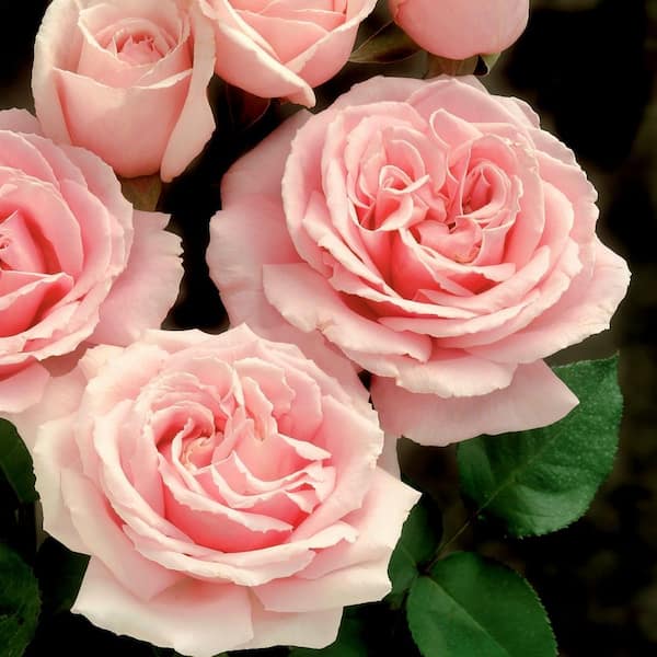 National Plant Network 2 gal. Cupcake Rose National Plant Network 2 gal. Cupcake Rose