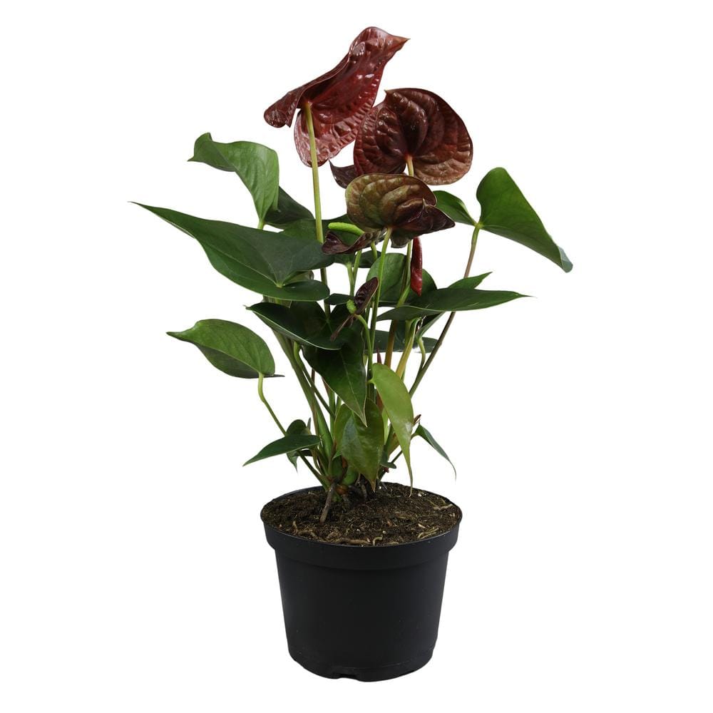 Chocolate Flamingo Anthurium in Black Grower Pot, 24" Tall