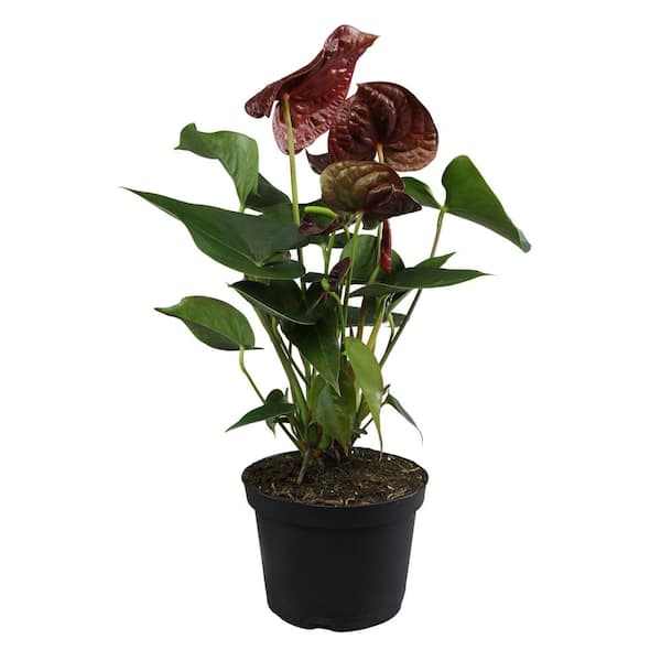 ALTMAN PLANTS Chocolate Flamingo Flower Anthurium (Approx 20 in. Tall), 6 in. Grower Pot, Easy Care Low Maintenance Live Indoor Plant