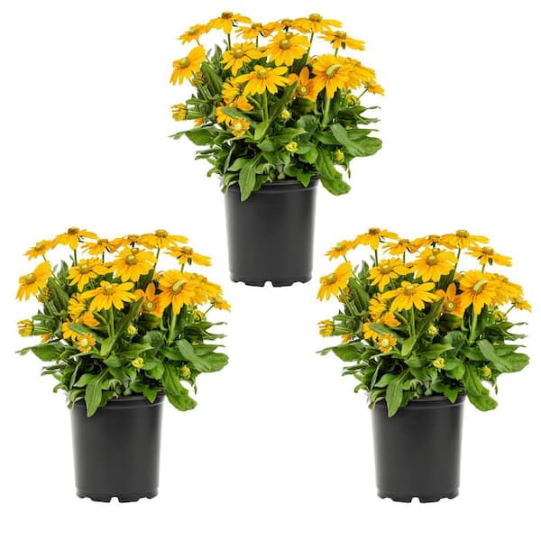 2 Qt. Denver Daisy Rudbeckia Black Eyed Susan Yellow Perennial Plant (3-Pack)