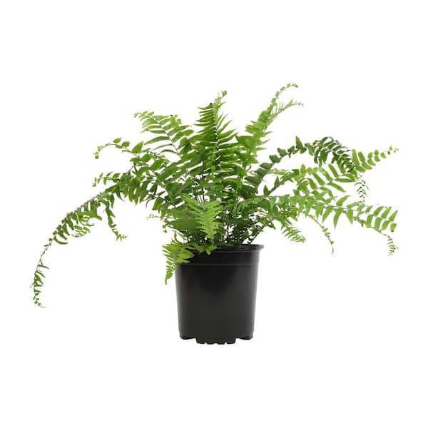 ALTMAN PLANTS 1 Gal. Sword Fern Nephrolepis Biserrata Live House Plant in Nursery Pot