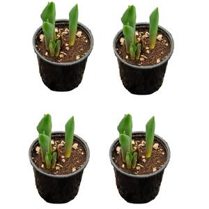 1.0 qt. Annual Tulip White (Forced Bulbs) (4-Pack)