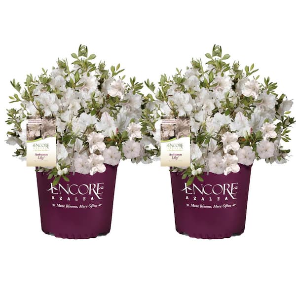 ENCORE AZALEA 1 Gal. Autumn Lily Azalea Shrub with White Flowers (2-Pack)