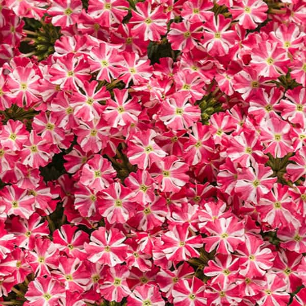 4.25 in. Eco+ Grande Superbena Cherryburst (Verbena Hybrid) Live Annual Plant with Pink Flowers 4-Pack
