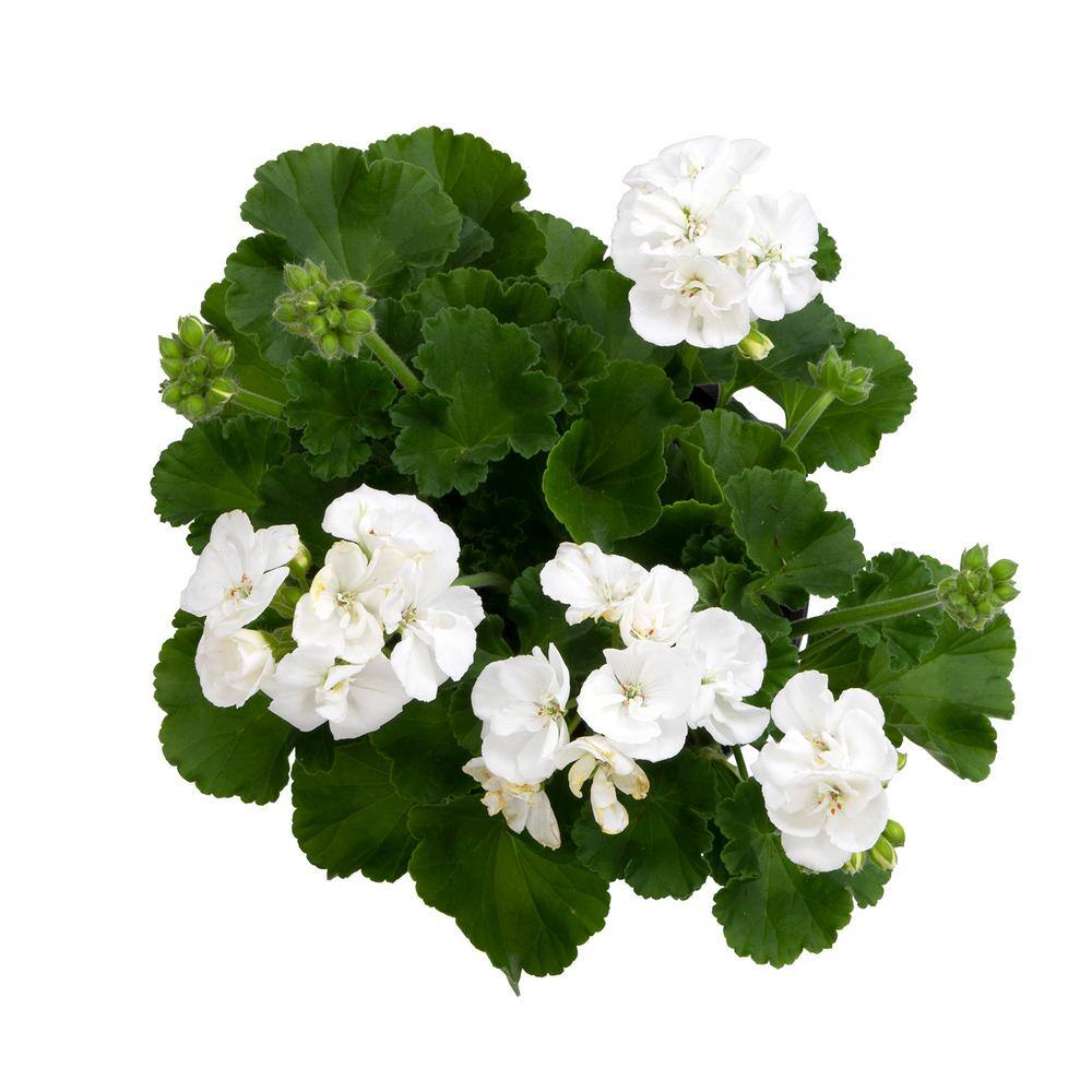 White Geranium Zonal Outdoor Flowering Plant in 1 Gallon Container