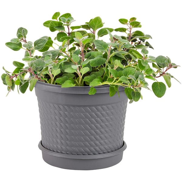 Bonnie Plants 0.5 Gal. Greek Oregano Plant