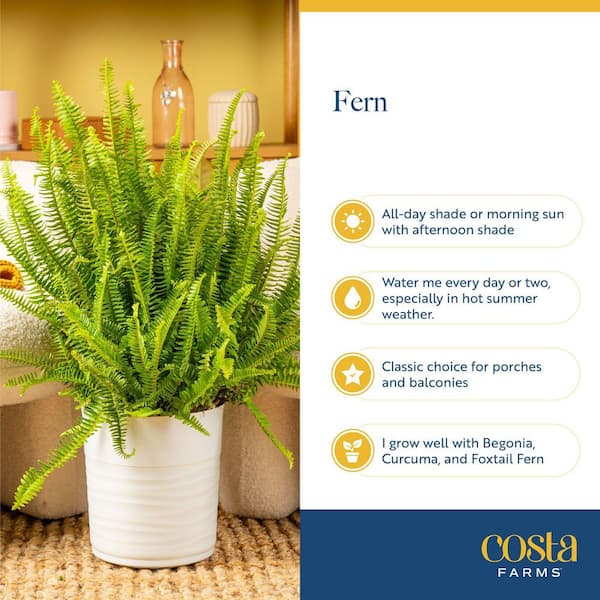 buy indoor house plants online Popular Houseplant 6-pack: Easy Plant Variety Pack – Cute & Unique Plants main image 0