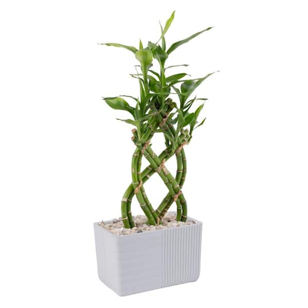 Costa Farms Grower's Choice Lucky Bamboo Indoor Plant in 5.5 in. Gray Square Ceramic Pot, Avg. Shipping Height 7 in. Tall