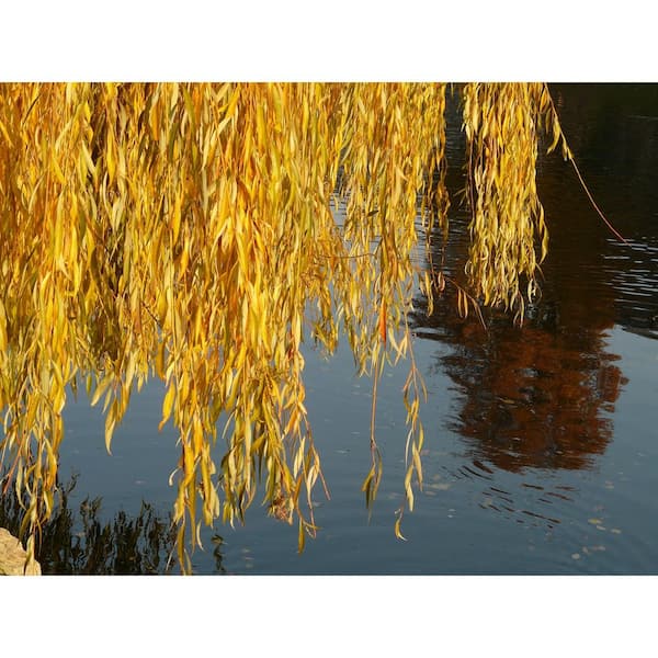 Have a question about Online Orchards Golden Weeping Willow