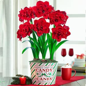 9 in. Pot Cherry Nymph Red Flowering Amaryllis (Hippaestrum) 3 Bulb Holiday Gift Kit, Planted in a Decorative