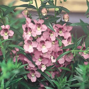 4.5 in. Pink Angelonia Plant