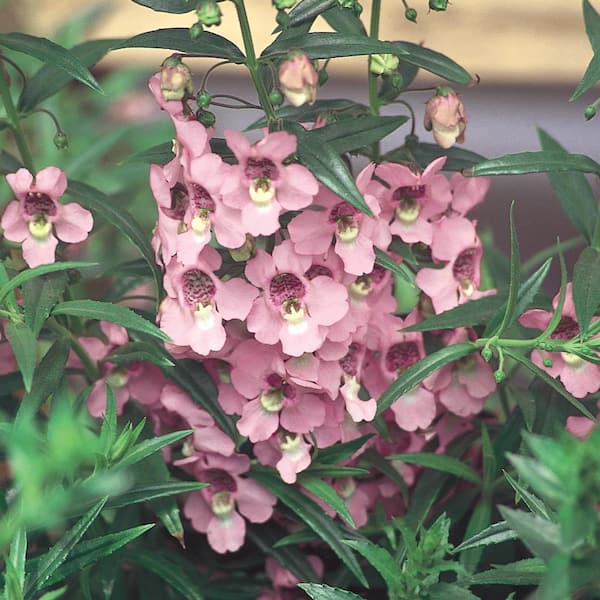Unbranded 4.5 in. Pink Angelonia Plant