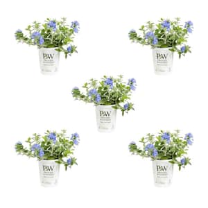 1.5 Pt. Proven Winners Blue My Mind Evolvulus Morning Glory Annual Plant (5-Pack)