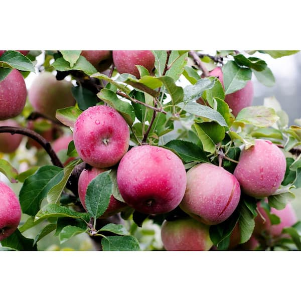 Can You Plant Apple Seeds From Store-Bought Apples?