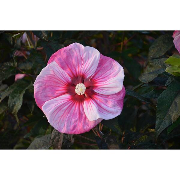 PROVEN WINNERS Summerific Cherry Choco Latte Rose Mallow (Hibiscus) Live Plant Pink and White Flowers 3 Gal.