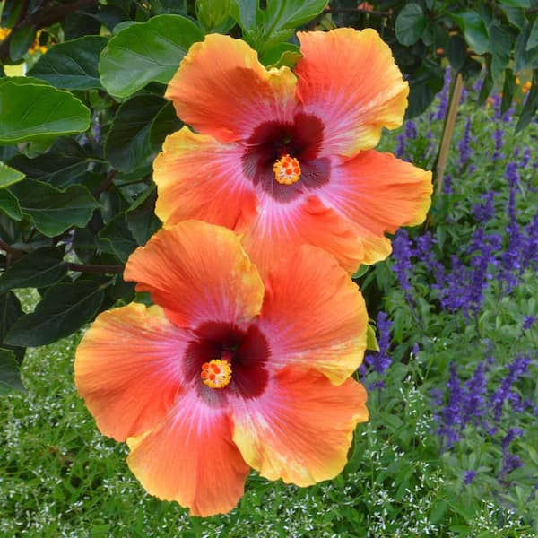 national PLANT NETWORK 2 gal. Hibiscus Fiesta Braided Annual Tree