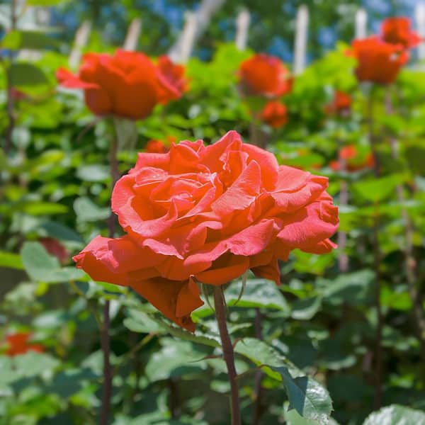 national PLANT NETWORK Bare Root Rose Tropicana with Orange