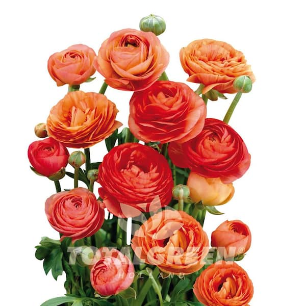 national PLANT NETWORK Orange Peony Ranunculus Plant Bulb Kit