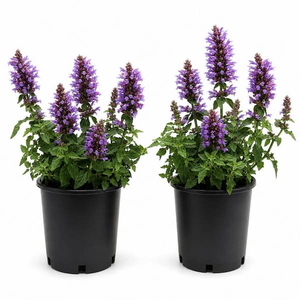 1 gal. Blue Blazes Agastache Flowering Plant With Vigorous Tall Flower Spikes (2-Pack)