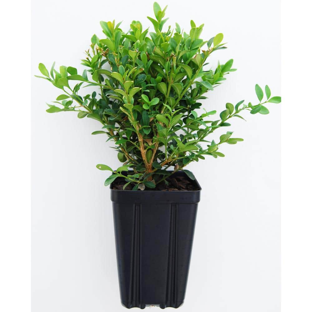 Green Velvet Boxwood Potted Shrub BOXGRVAQT - The Home Depot