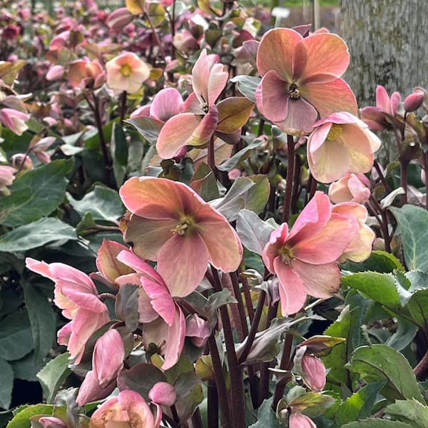 Alder & Oak #2 Container Hellebore 'Pink Frost' Plant
